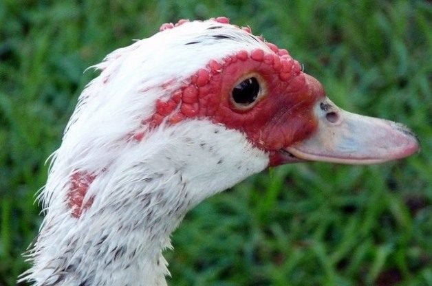 Muscovy Ducks | Bird Species Ducks and Geese