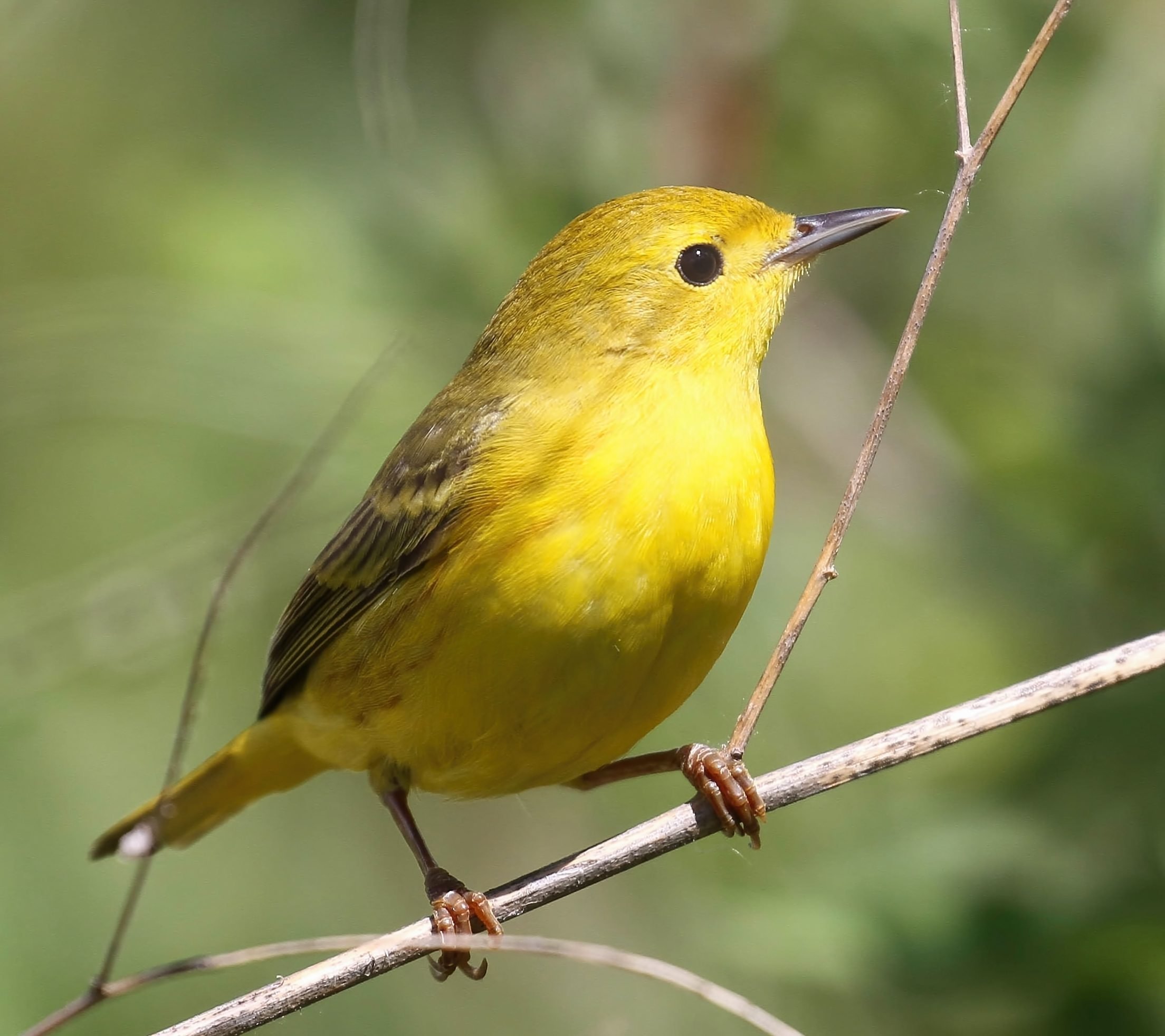 Yellow Warbler Birds and Blooms