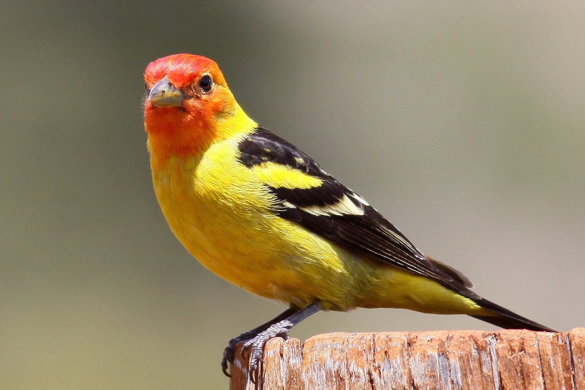 Western Tanager Birds and Blooms