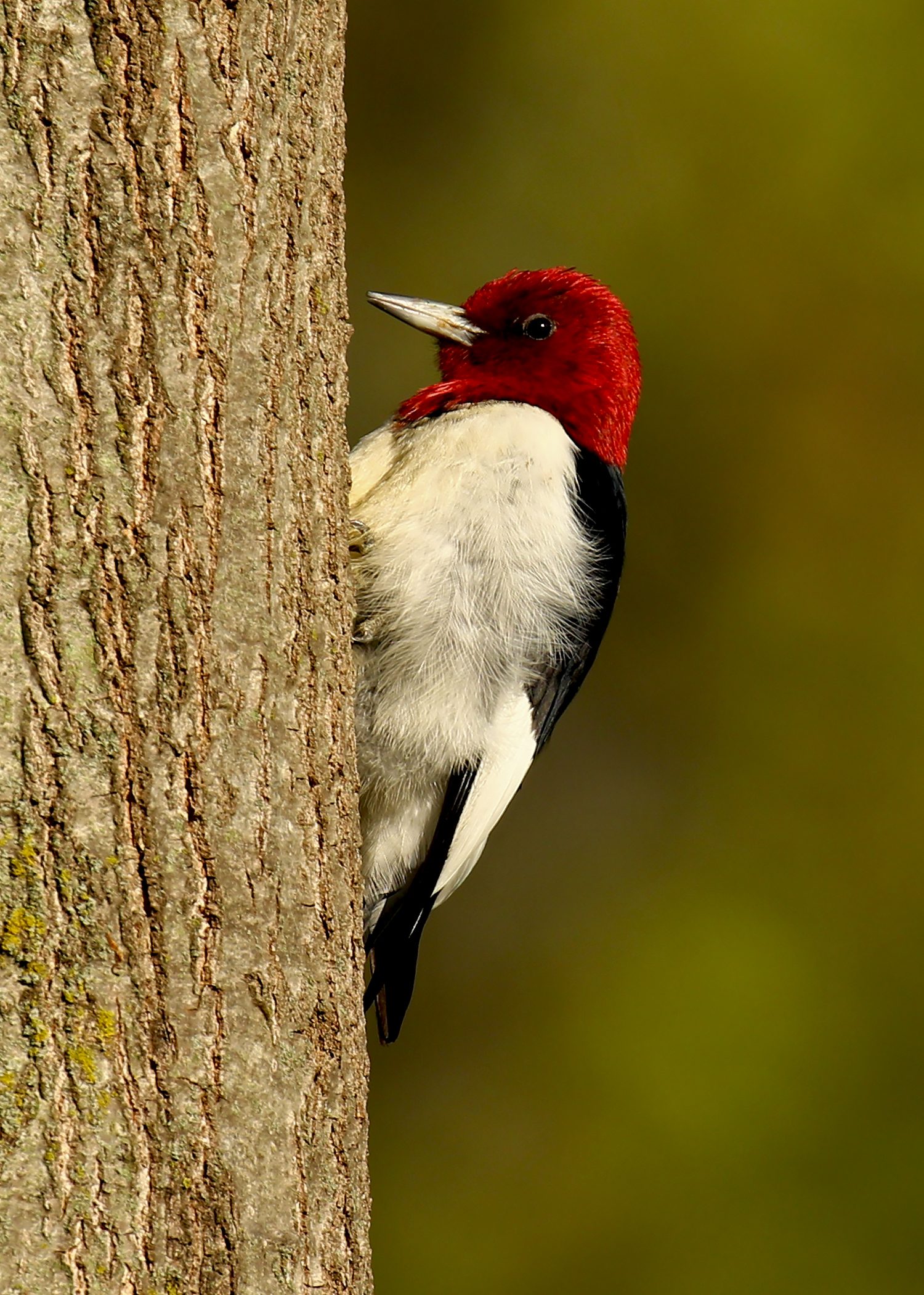 Red-headed Woodpecker - Birds and Blooms