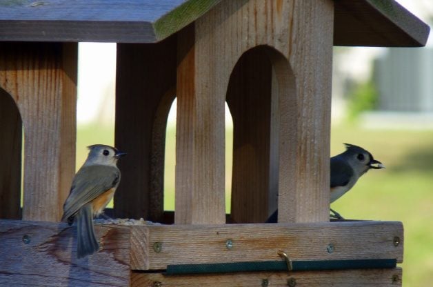 Bird Feeding Tips For Feederwatch Season Attracting Birds