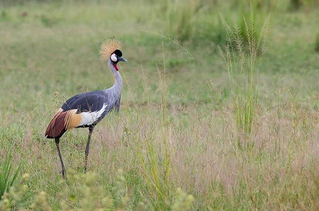 uganda national bird