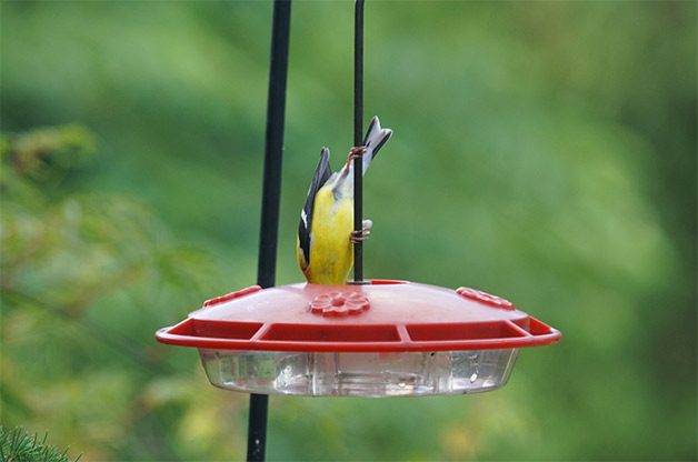 13 Questions About Hummingbird Feeders Answered By The Pros