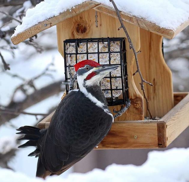 Are Pileated Woodpeckers Common At Feeders Ask The Bird