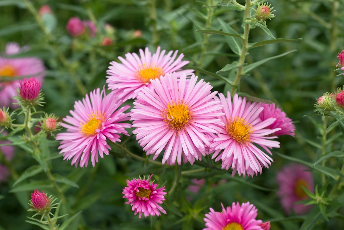 Aster Novae Angliae 'harrington's Pink' - Birds and Blooms