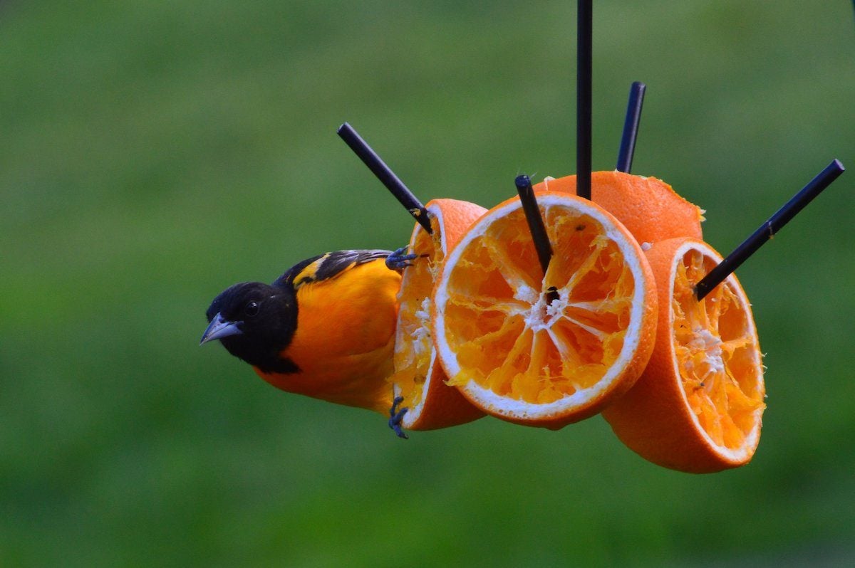 Feeding Orioles: What Do Orioles Eat? - Birds and Blooms