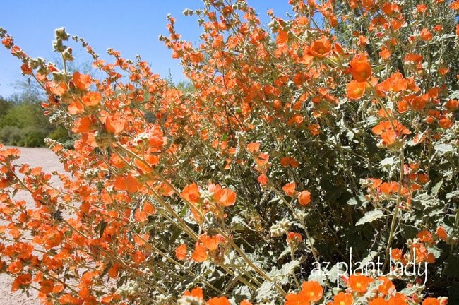 Globe Mallow: Native Perennial Plant With a Floral Surprise