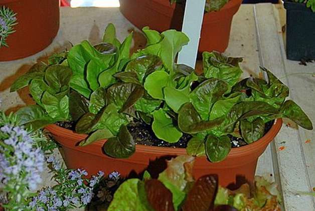 Grow an Indoor Salad Garden