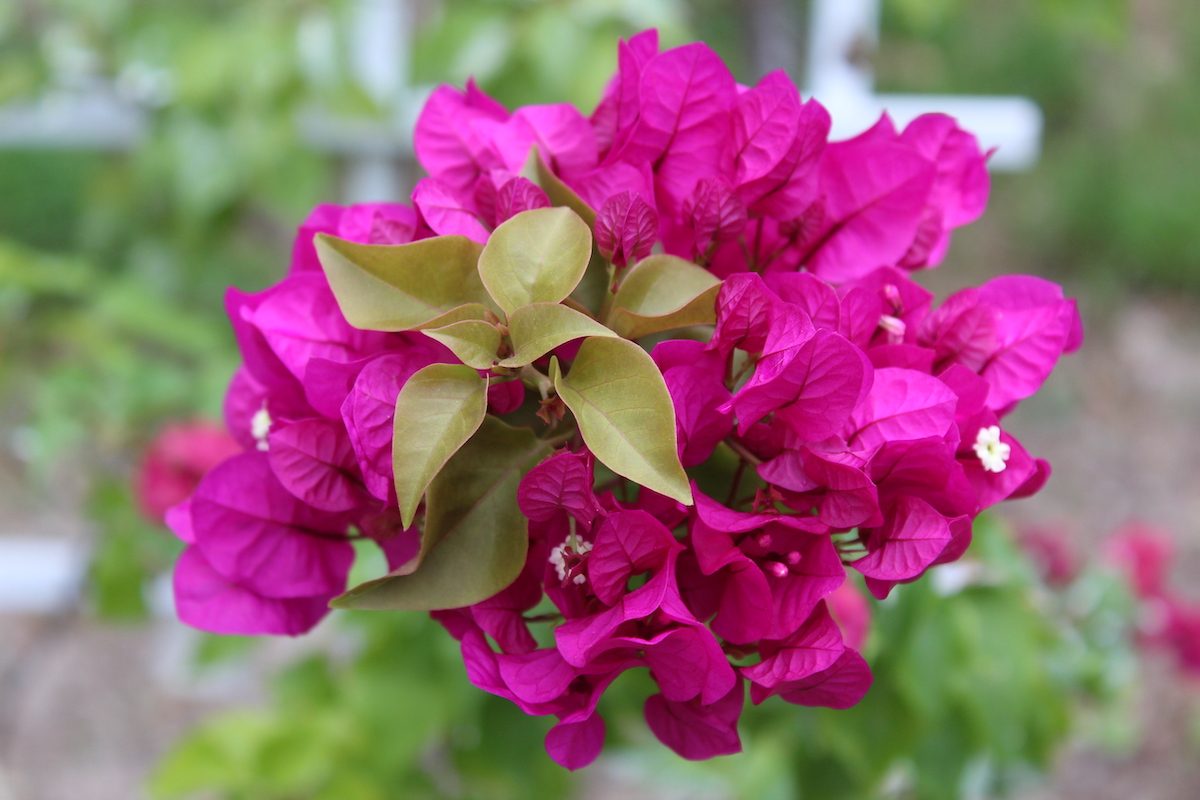 Grow Bougainvillea for Tropical Color in Any Garden