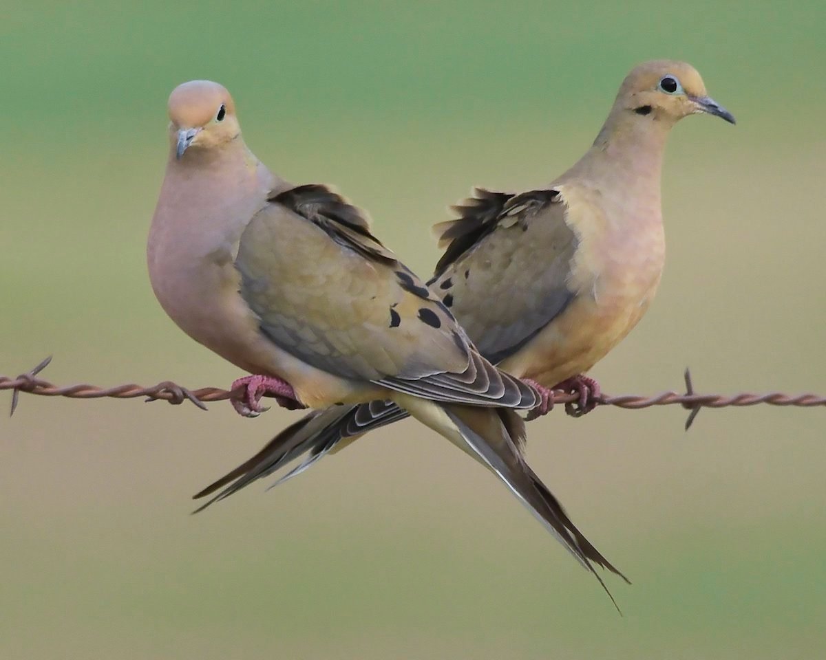 13 Fascinating Mourning Dove Facts | Birds & Blooms