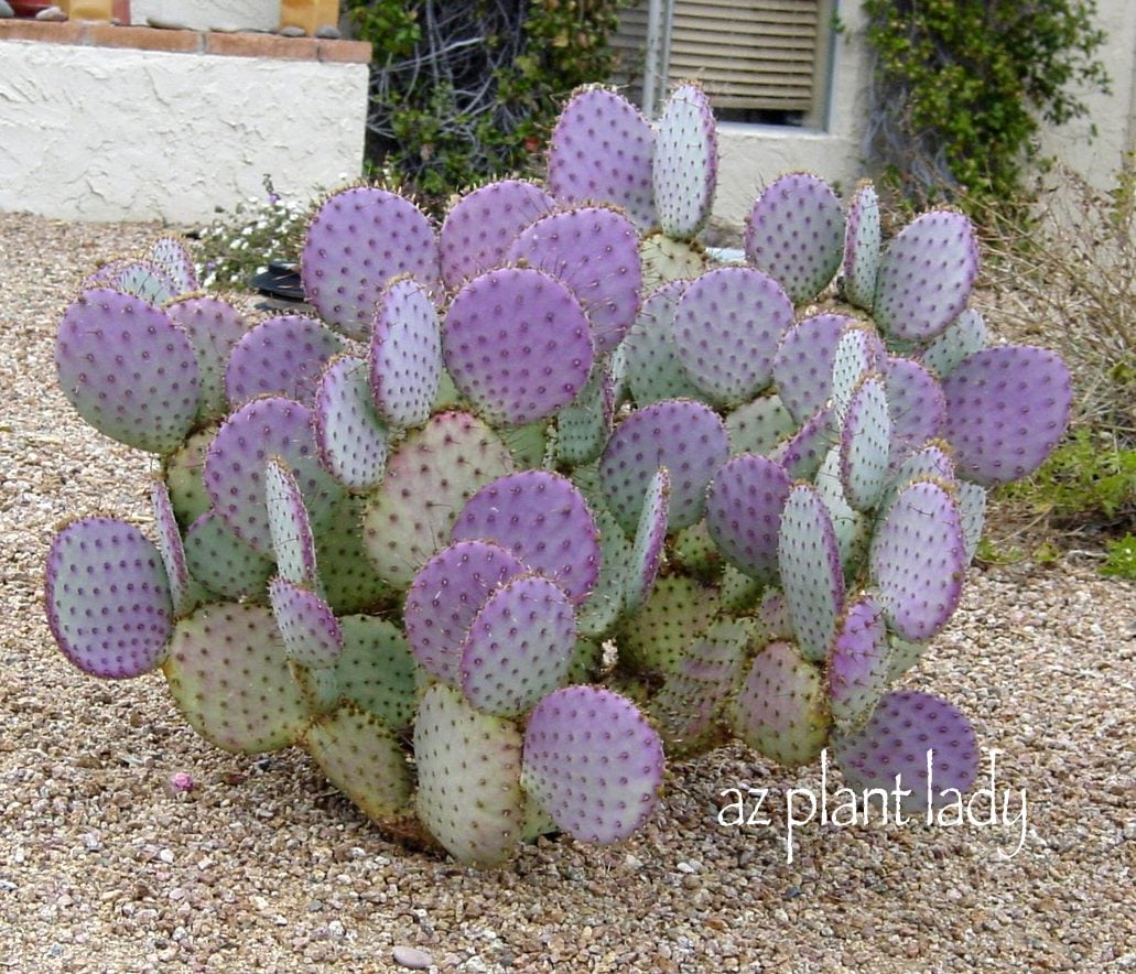 How Does a Cactus Reproduce?
