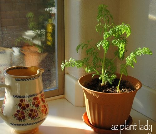 Create an Instant Indoor Garden Using Carrot Tops