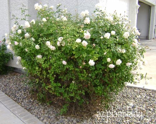 Overgrown Rose Bush Pruning Tips for Gardeners