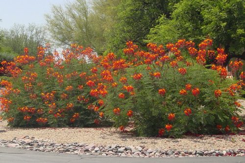 The Problem With Common Names.... - Birds and Blooms