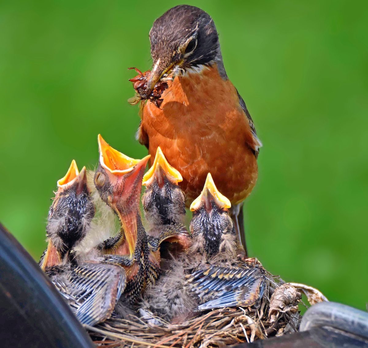 Watch Baby Birds With Nest Cams and in Your Backyard