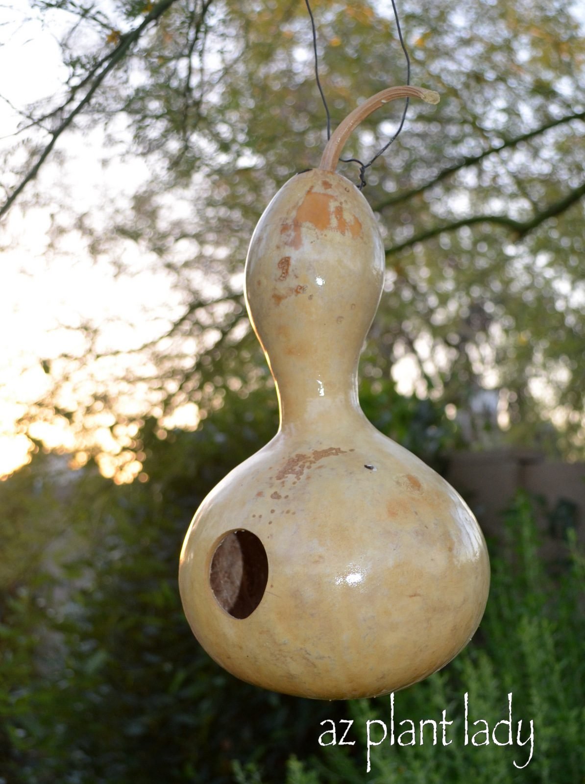 Tips for Growing Birdhouse Gourds