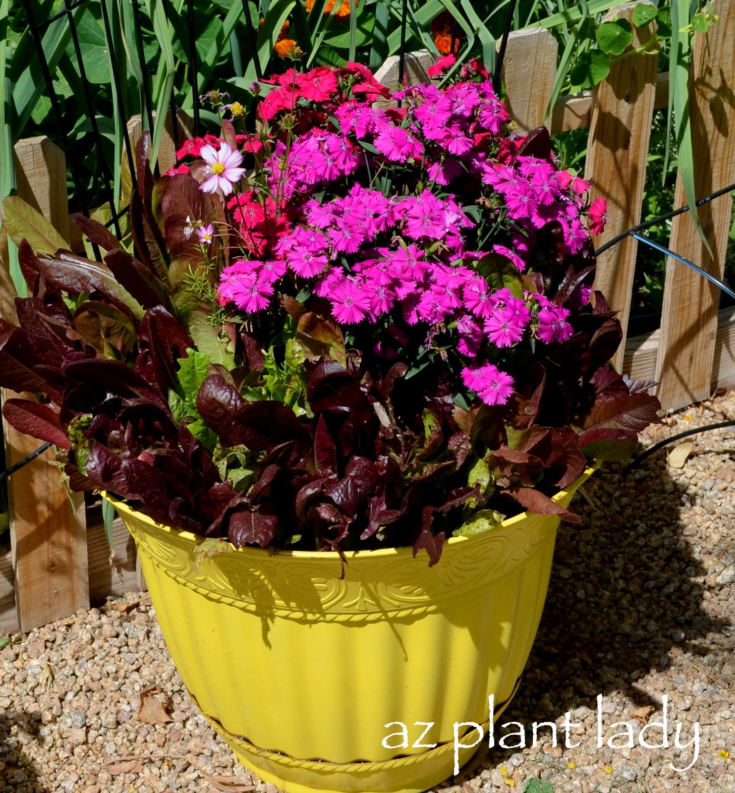 Companion Flowers for Vegetables to Grow in Containers