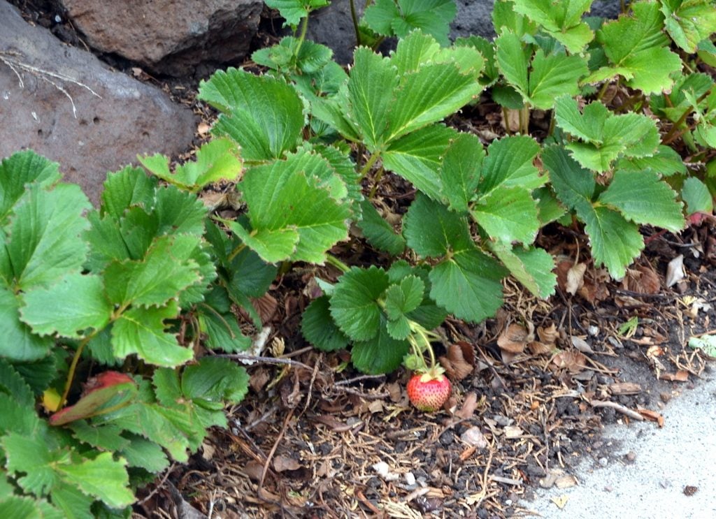 Plant Strawberries for a Sweet, Edible Groundcover