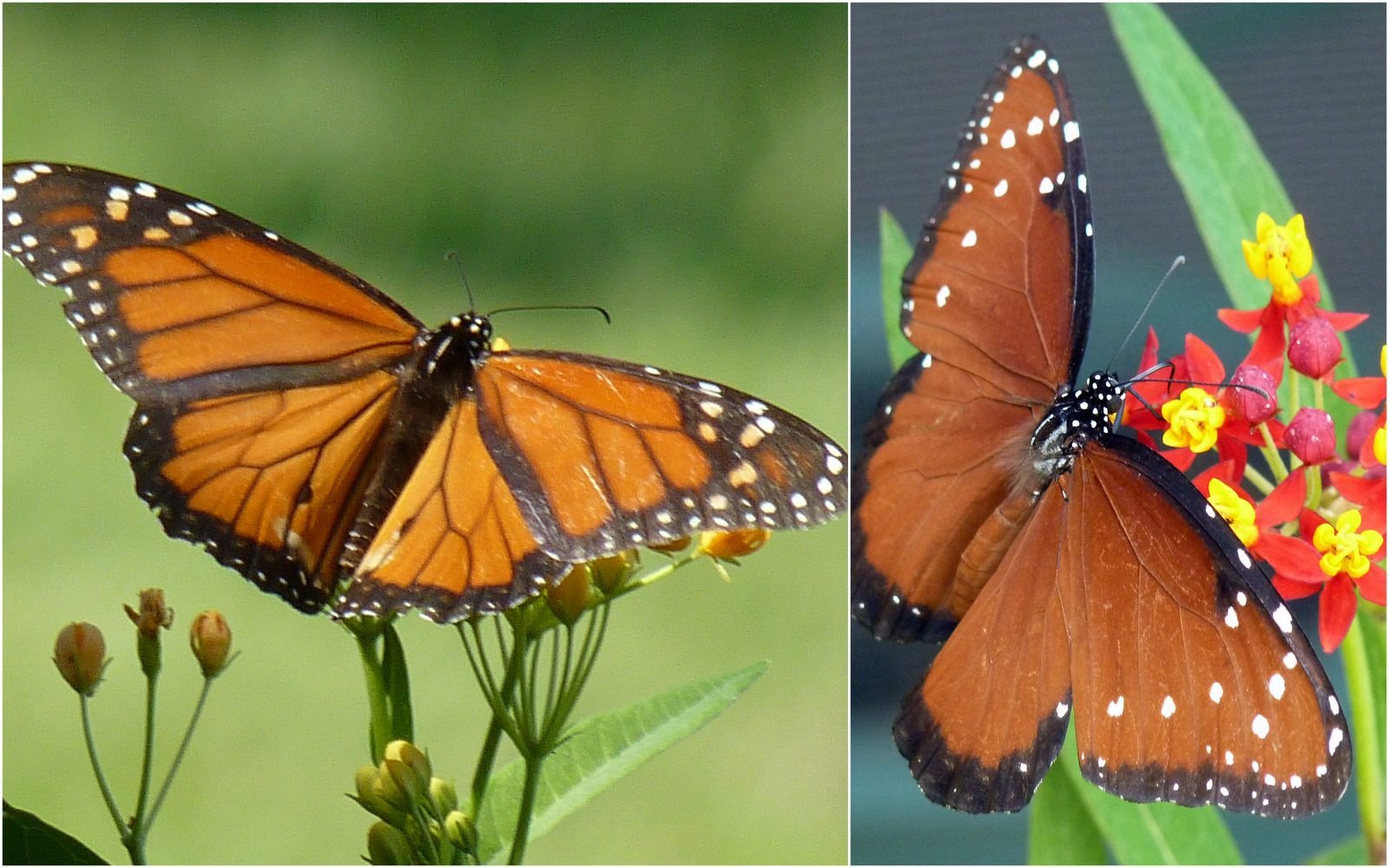 Queen vs Monarch: Butterfly Mimicry