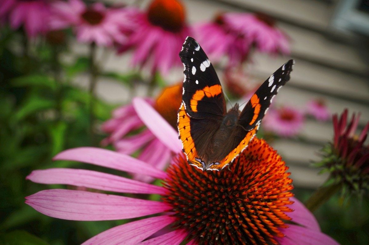 Grow Coneflowers to Attract Butterflies and Birds