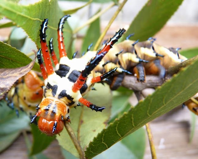 Spooky Nature: Hickory Horned Devil Caterpillar