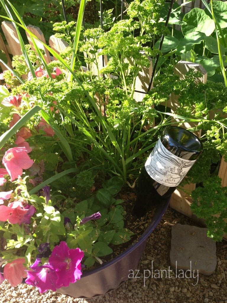DIY Plant Watering Bottles