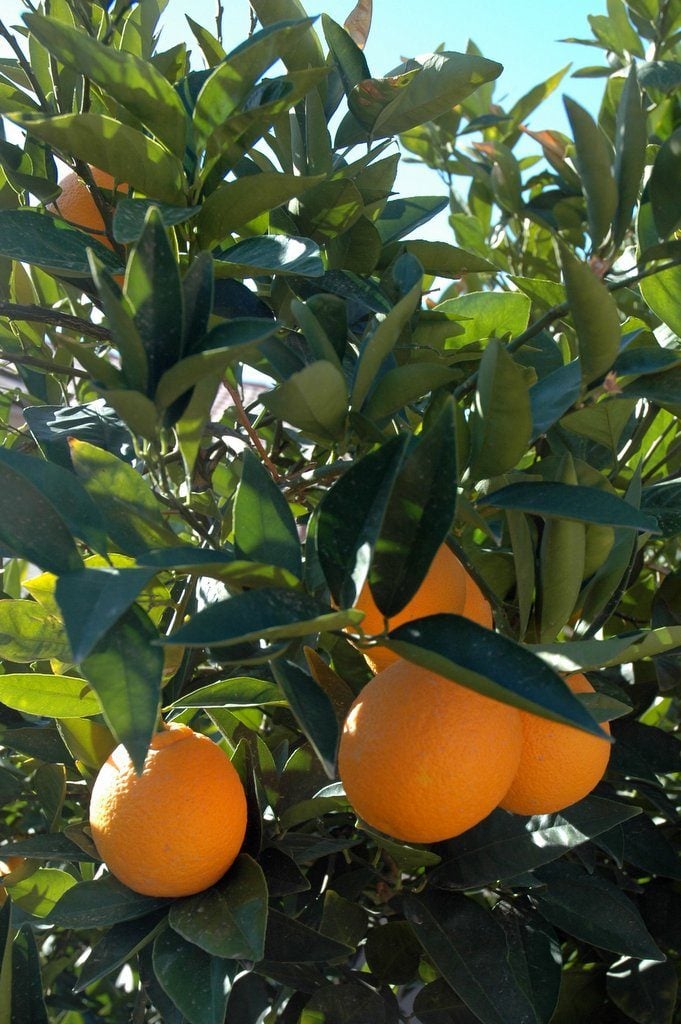 Got Citrus? Learn How and When to Fertilize
