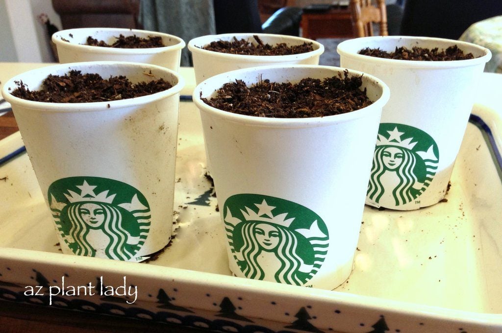 Starting Seeds Using Coffee Cups, Egg Shells or Cardboard Tubes