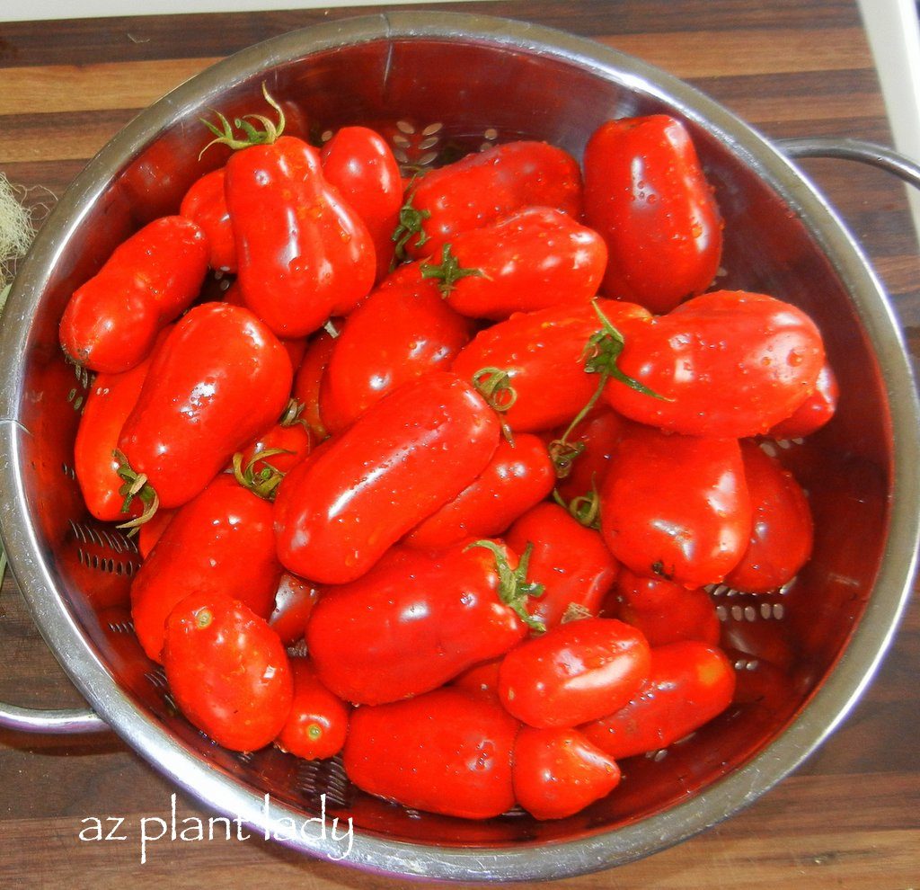 Freezing Fresh Tomatoes, Step by Step