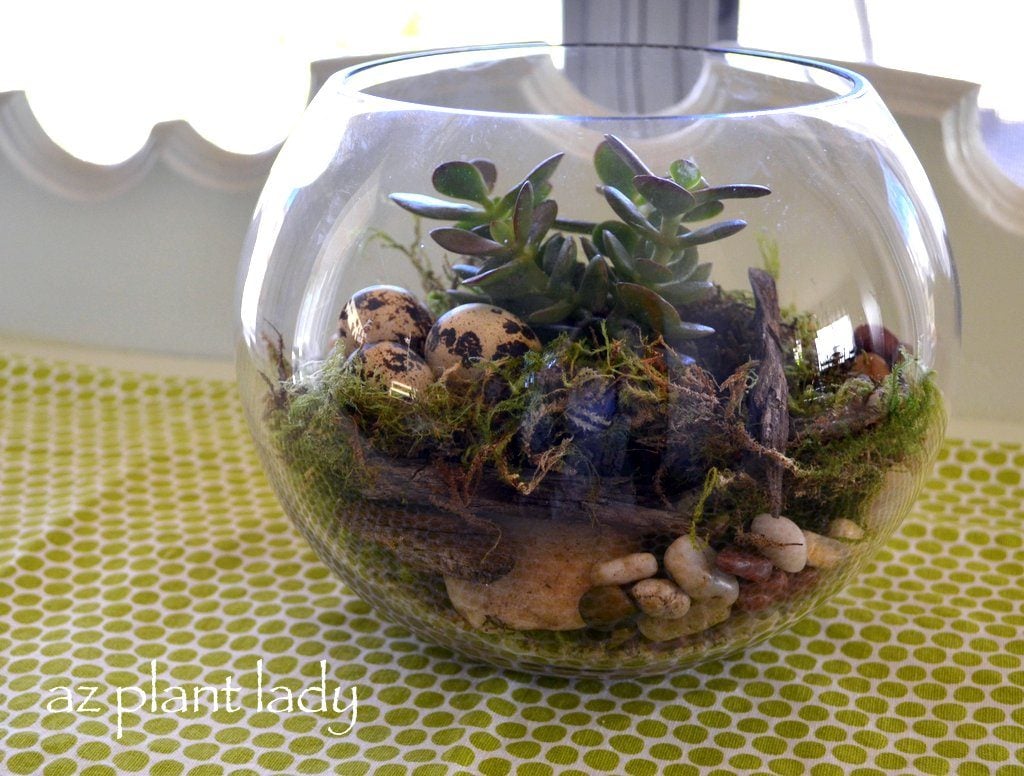 Easy Care Terrariums without Soil?