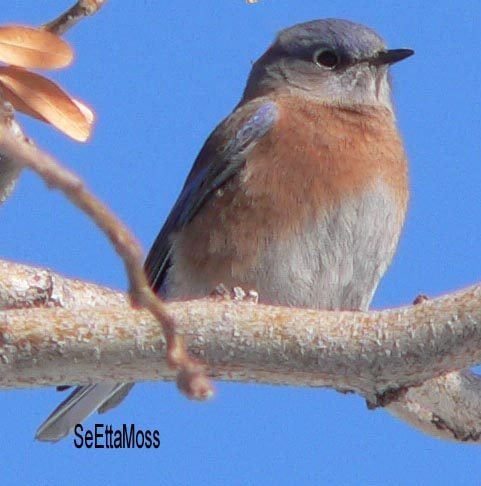 Mealworms for Bluebird: when, how & do it safety