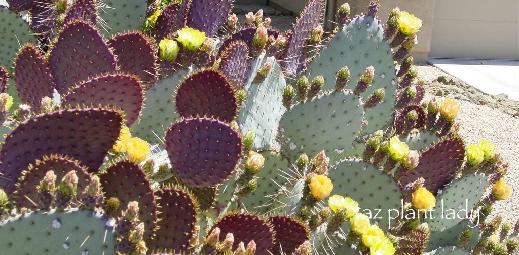 Prickly Pear Cactus: Flowers, Fruit and Shelter