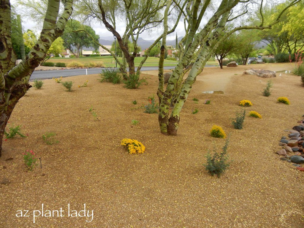 A New Butterfly Garden Revisited - 1 Year Later - Birds and Blooms