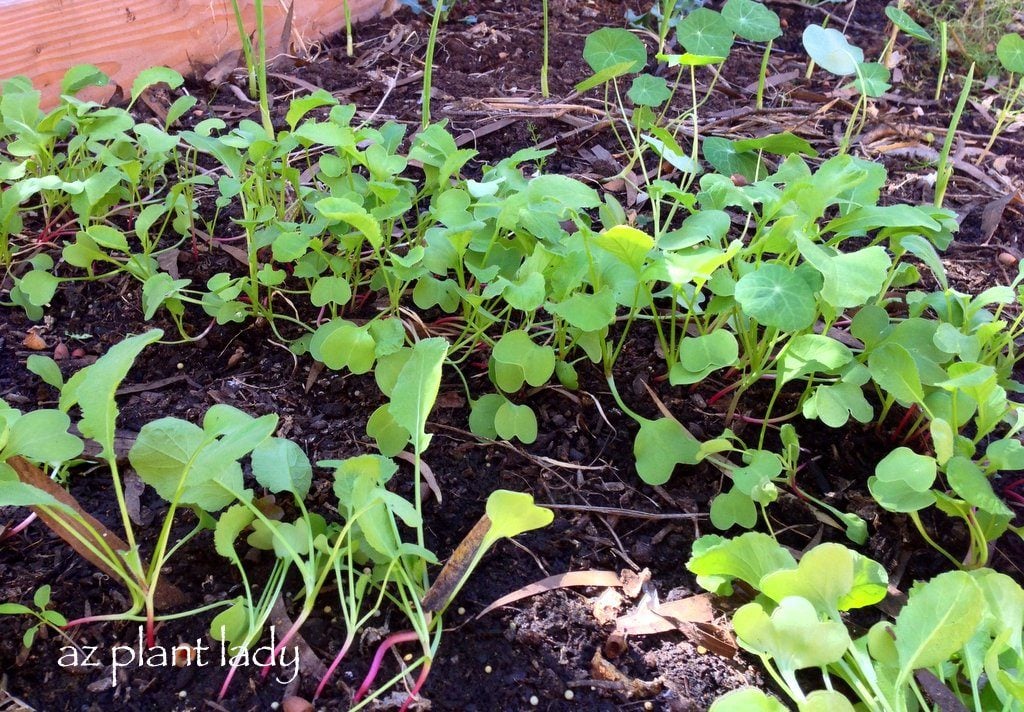 How and When to Thin Vegetable Seedlings