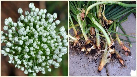 Bloomin' Onions: Beautiful Flowers of the Allium Family