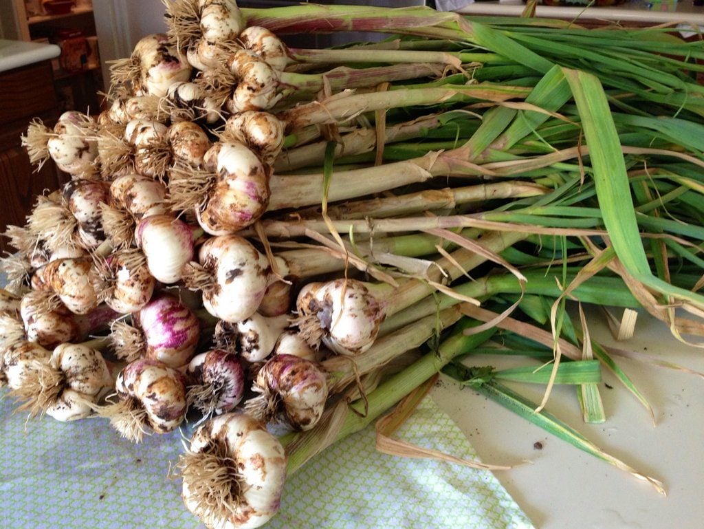 Plant Garlic in Fall by Fruit Trees to Keep Borers Away