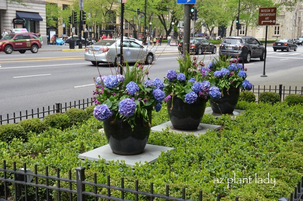 Beautiful Container Plantings Along the Streets of Chicago