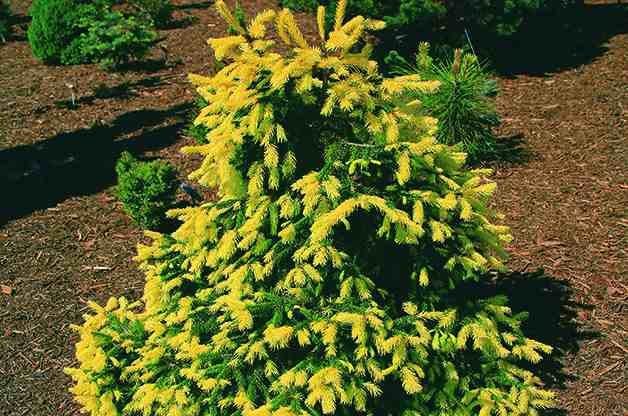 Top 10 Dwarf Conifers for Small Spaces