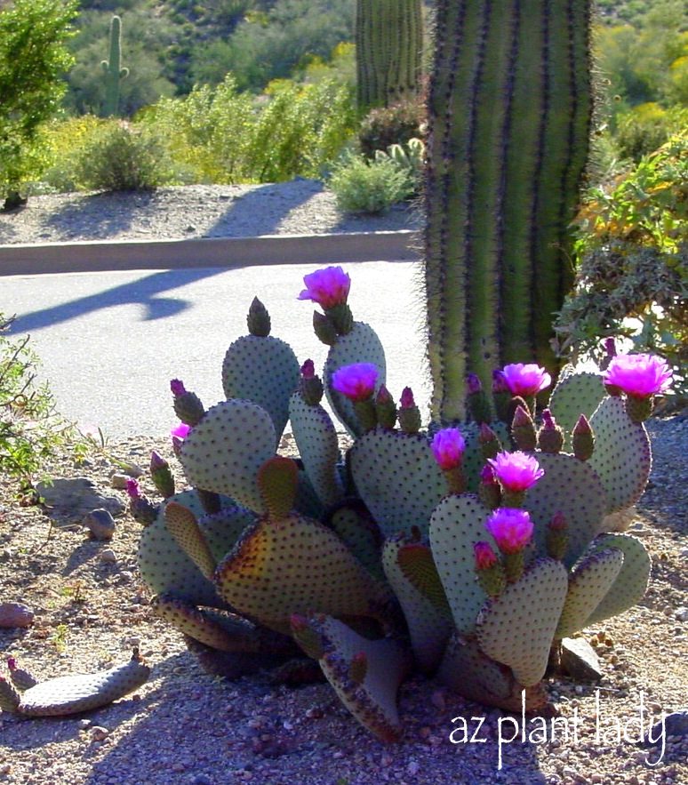 How To Create More Cacti From One Birds And Blooms