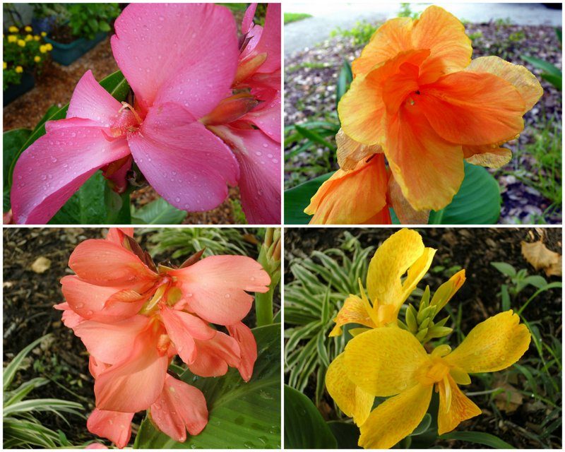 Colorful Cannas Flowers Add Beauty to Any Garden - Birds and Blooms