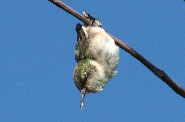  Atrayendo colibríes FAQ