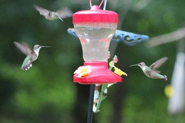 Attract More Hummingbirds for Less Money - Birds and Blooms