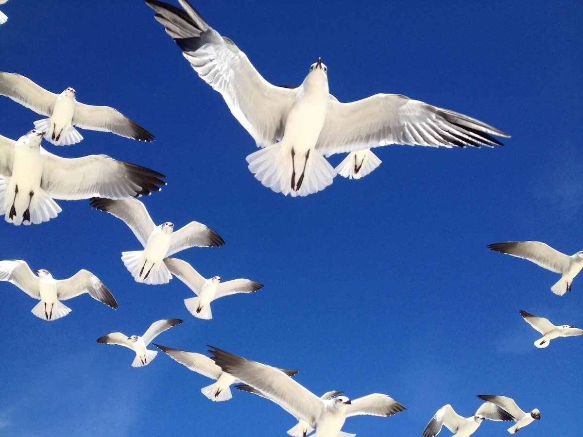 How Do Birds Fly? Answers to Common Questions About Birds - Birds ...