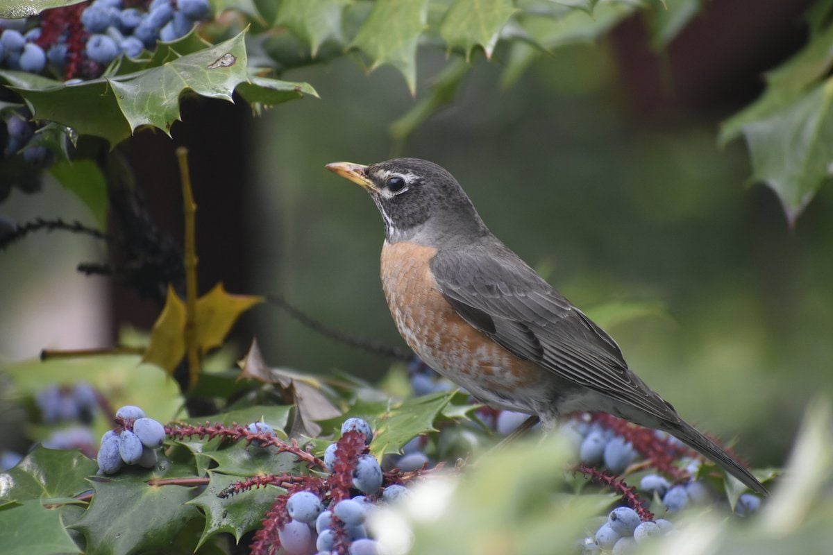 Bird Landscaping: Grow Plants to Help Backyard Birds