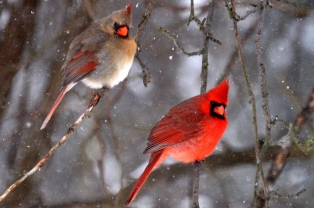 True Colors: Decoding Bird Plumage - Birds and Blooms
