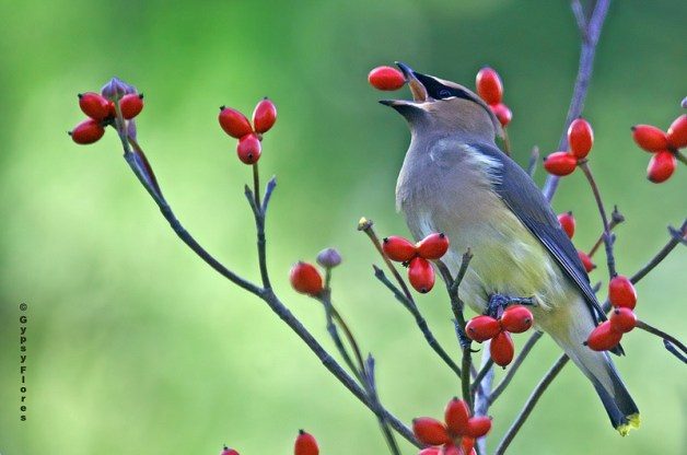 Can Birds Smell or Taste? - Birds and 