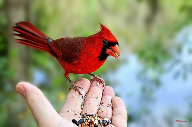 Seasonal Tips to Attract Birds