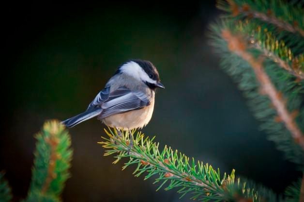 Small Trees That Attract Birds for Food, Shelter and Nesting