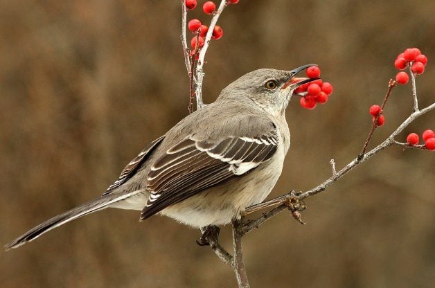 Songbirds - Birds and Blooms