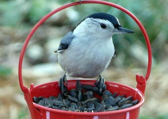 Best Birdseed to Feed Backyard Birds
